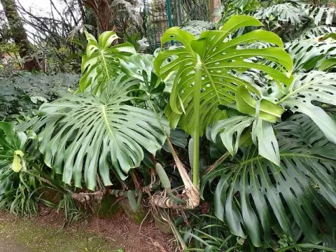 Monstera dziurawa